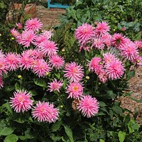 Nice flowers