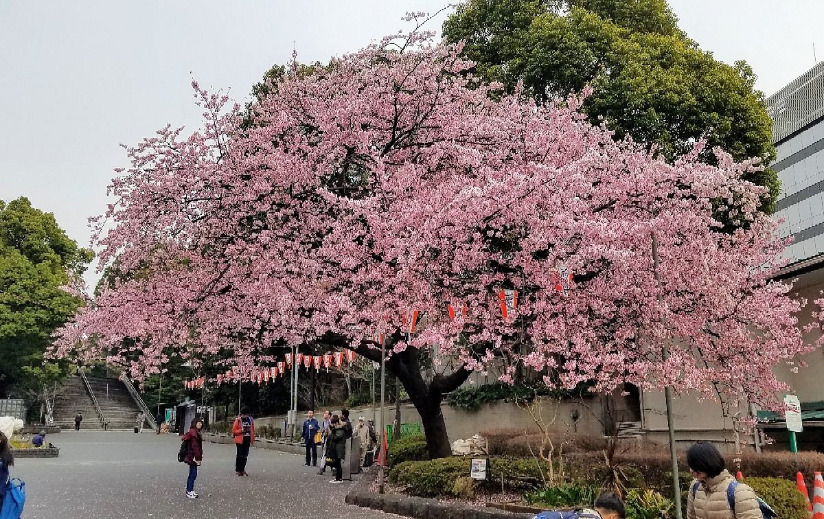 Mounds of trash take the bloom off Cherry Blossom Festival - The