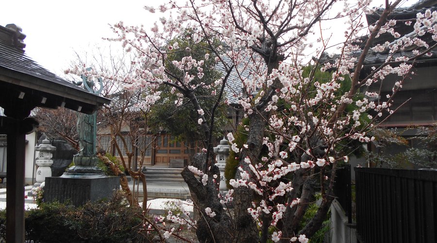 手水の脇にあった梅の木が見頃を迎えていました