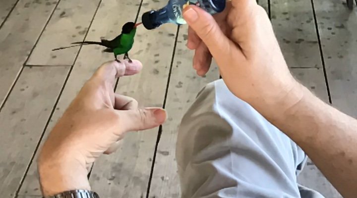 Birds at Rocklands .