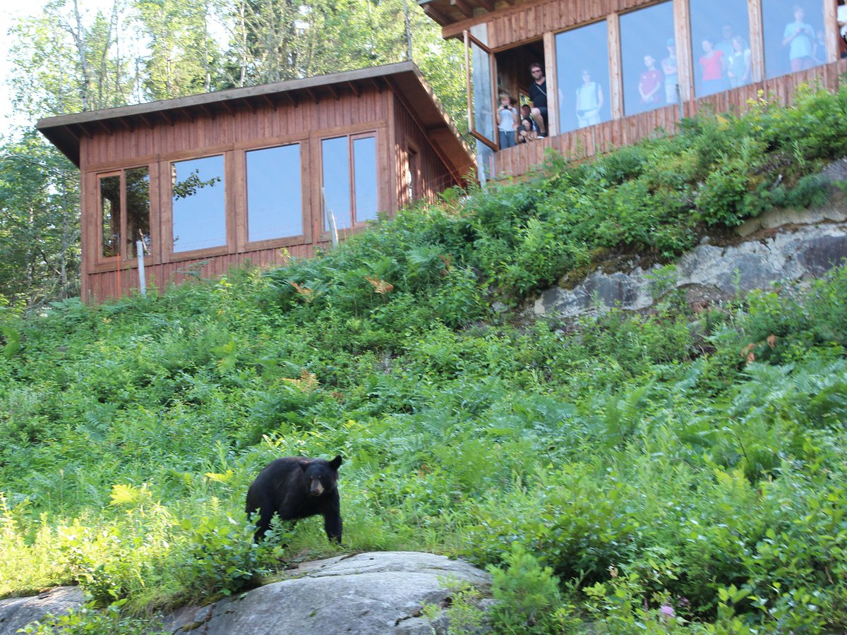 L'ours noir et son habitat - Okwari Le Fjord