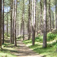 Woodland Path, Formby