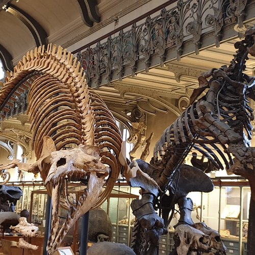 2023年 Galeries de Paléontologie et d'Anatomie comparée - 行く前に