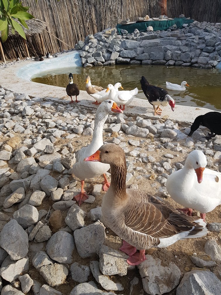 Зоопарк эмирата дубай. Petting Farm Дубай. Зоопарк в Дубае фото. Зоопарк в Дубае.