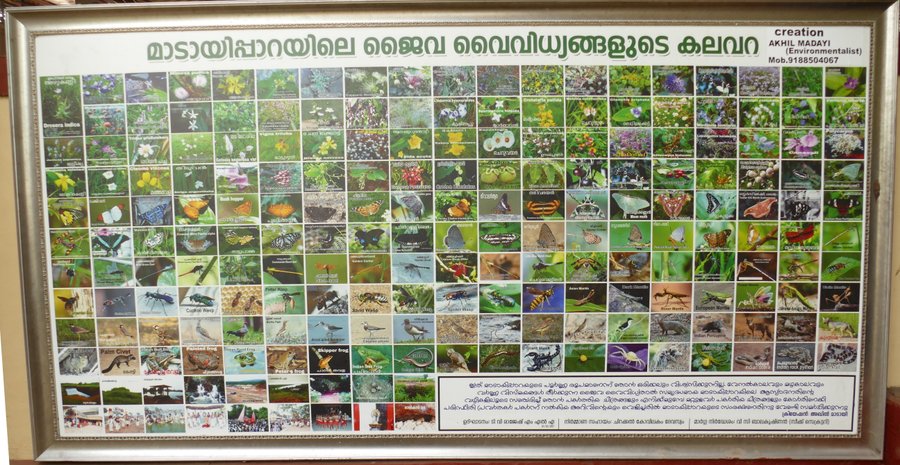 Flora & Fauna of Madayi portraid at  Sri Bhagavathi temple