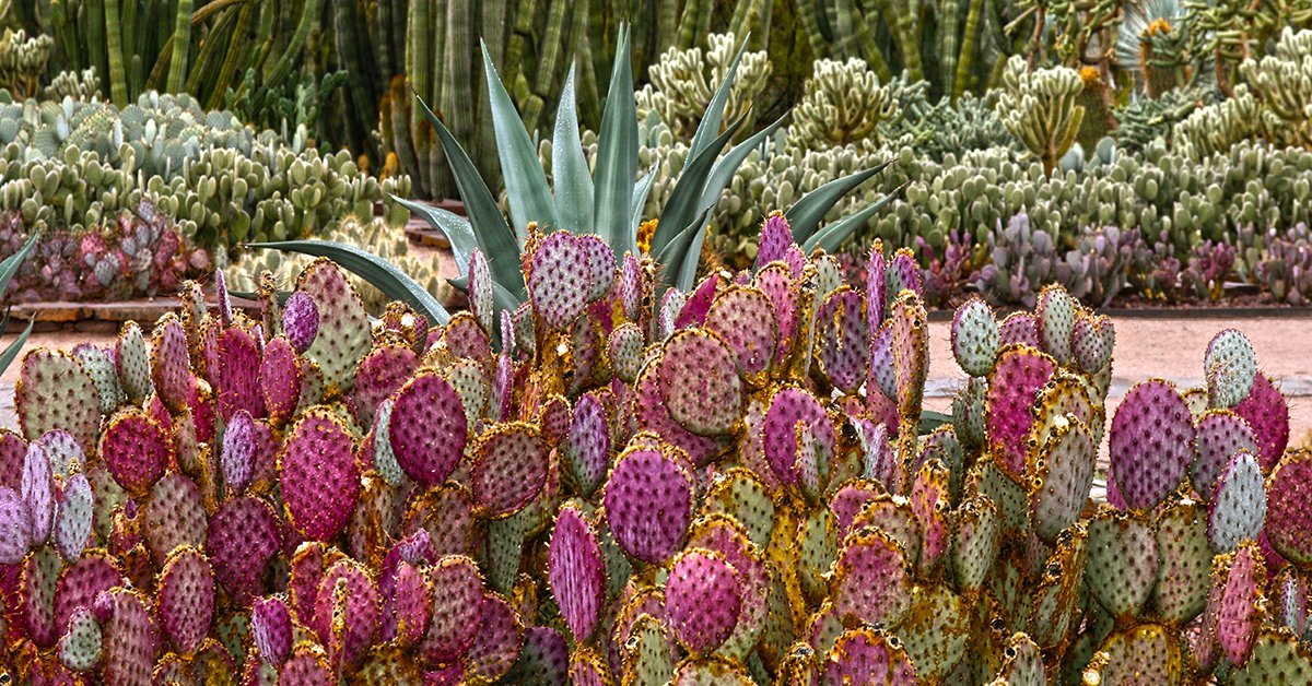 Desert Botanical Garden (Phoenix) Lohnt es sich? Aktuell für 2025