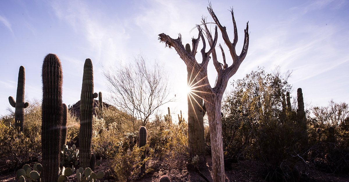 Desert Botanical Garden (Phoenix) Lohnt es sich? Aktuell für 2025