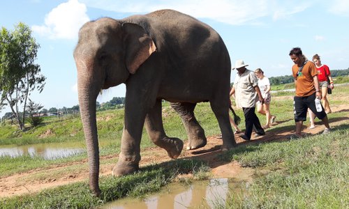 Elephant walk to river.