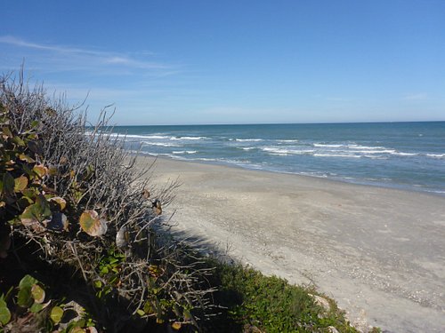 are dogs allowed on brevard county beaches