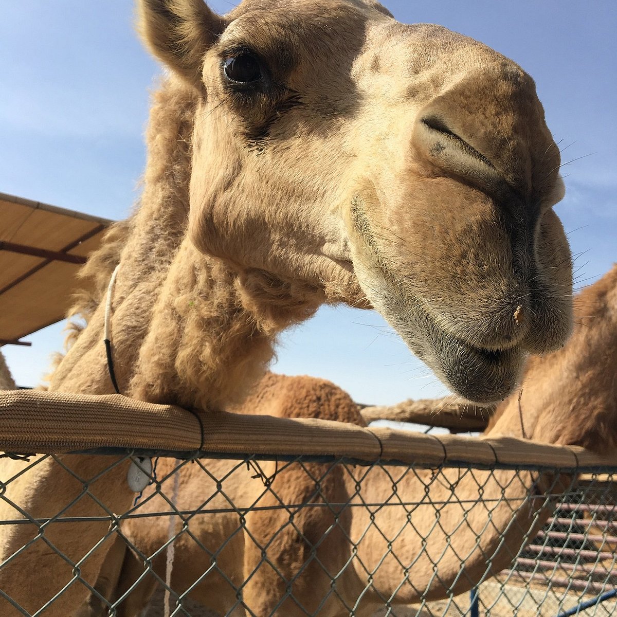 The Camel Farm, Дубай: лучшие советы перед посещением - Tripadvisor