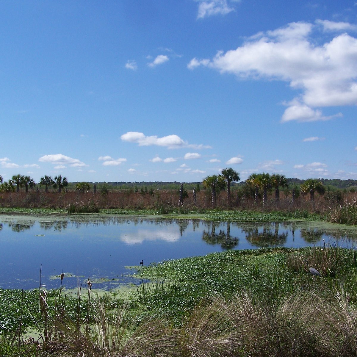 Sweetwater Wetlands Park, Гейнсвилл: лучшие советы перед посещением -  Tripadvisor