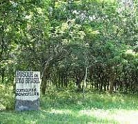 bosque