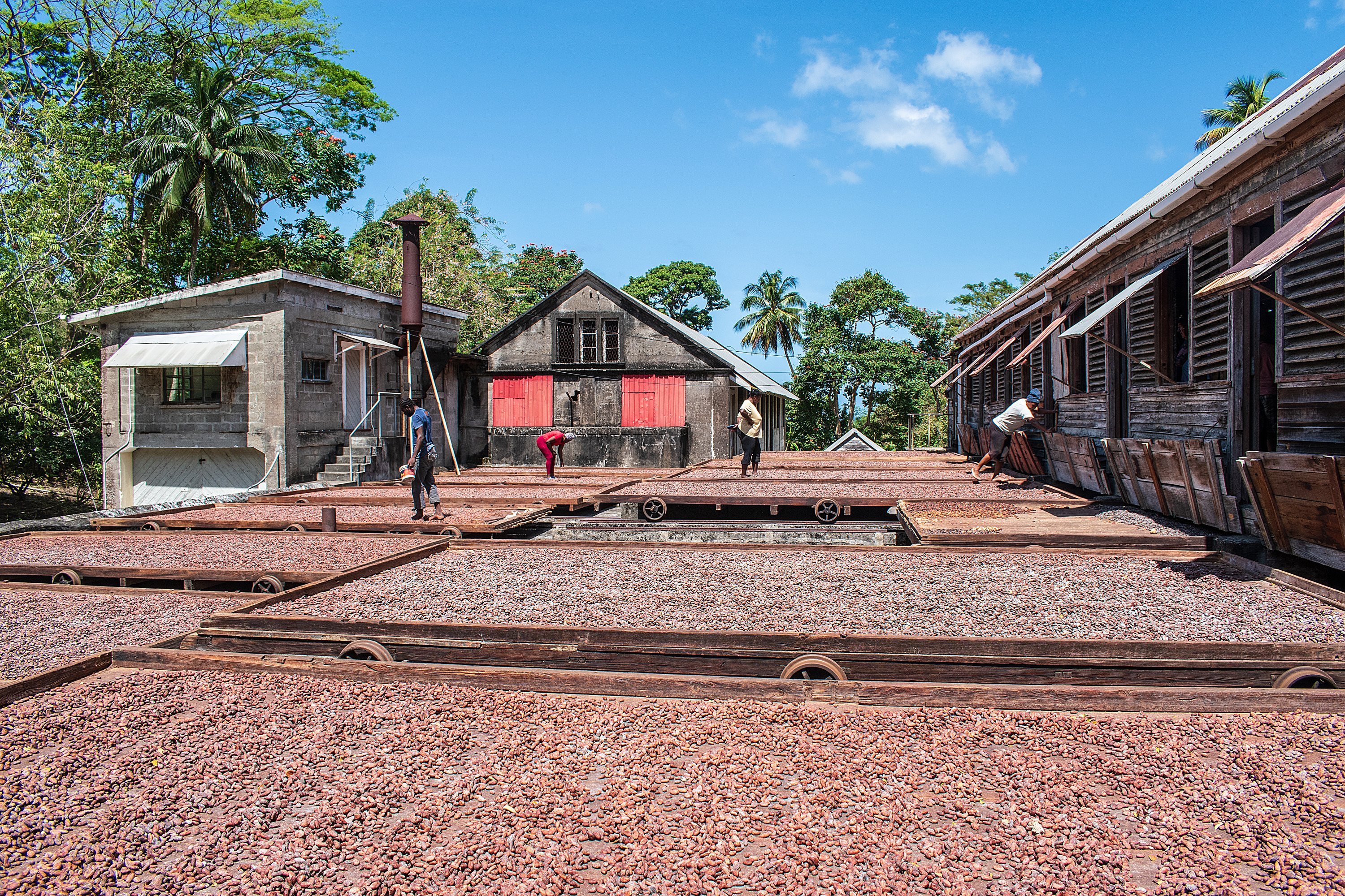 THE 15 BEST Things To Do In Grenada 2024 Must See Attractions   Workers Turning Cacao 