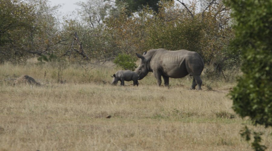 Golden Lion Adventures  Baby Rhinoceros with mother. (@GLAsafaris) Tour Operator (Own Business) Full Day Open Vehicle Game Drives Kruger National Park. Birding, Photography, Big5 Panorama Route All Other Activities in this area. Sky Diving, Ab Sailing, Big Swing, Mountain bike, Quad Bikes, Horse Riding, River rafting.