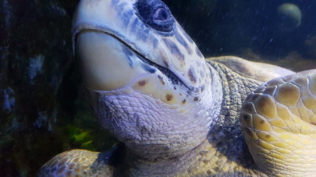 Premium Photo  Divers Rescue Trapped Turtle From Underwater