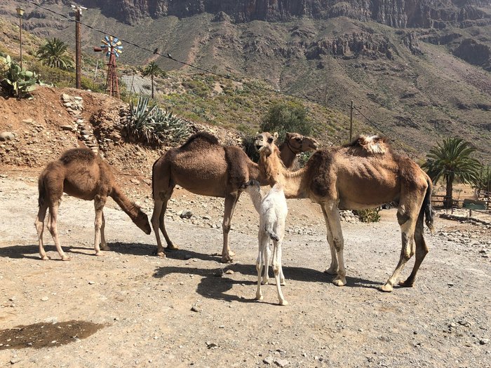 Imagen 1 de Camel Park Arteara