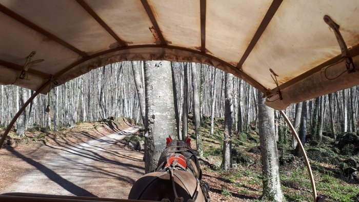 Imagen 3 de La Fageda d'en Jordà