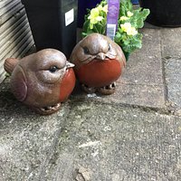 2 fat robins
