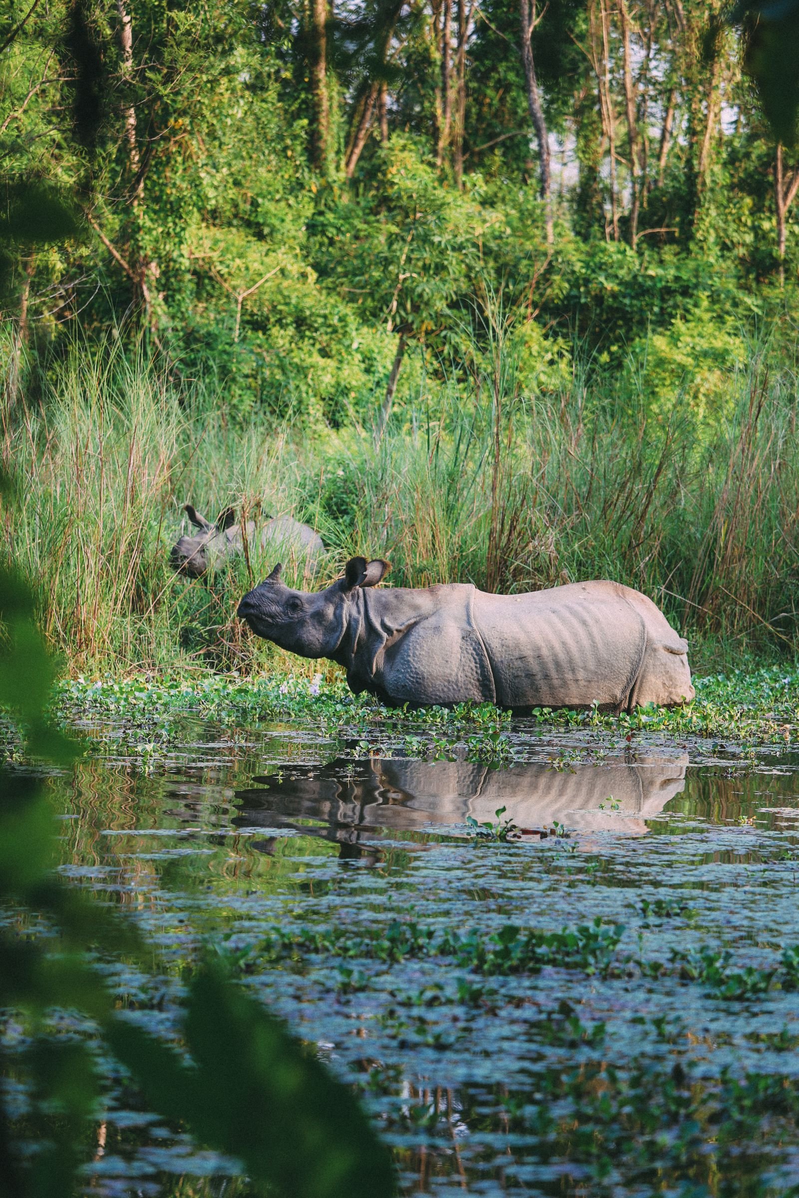 Chitwan Jungle Safari (Chitwan National Park) - Lohnt Es Sich?