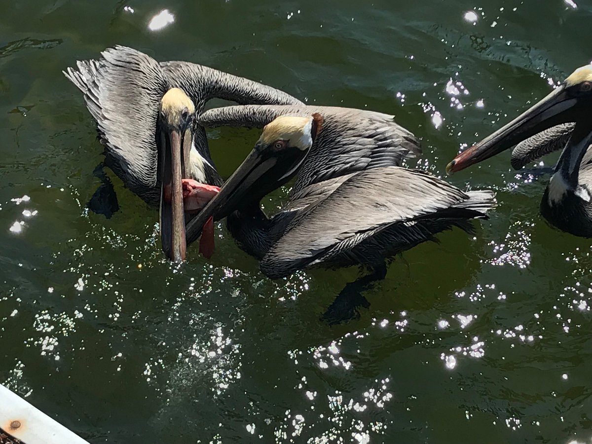 Doubled Up Inshore Fishing Charters (Pensacola Beach) - All You Need to  Know BEFORE You Go (with Photos) - Tripadvisor