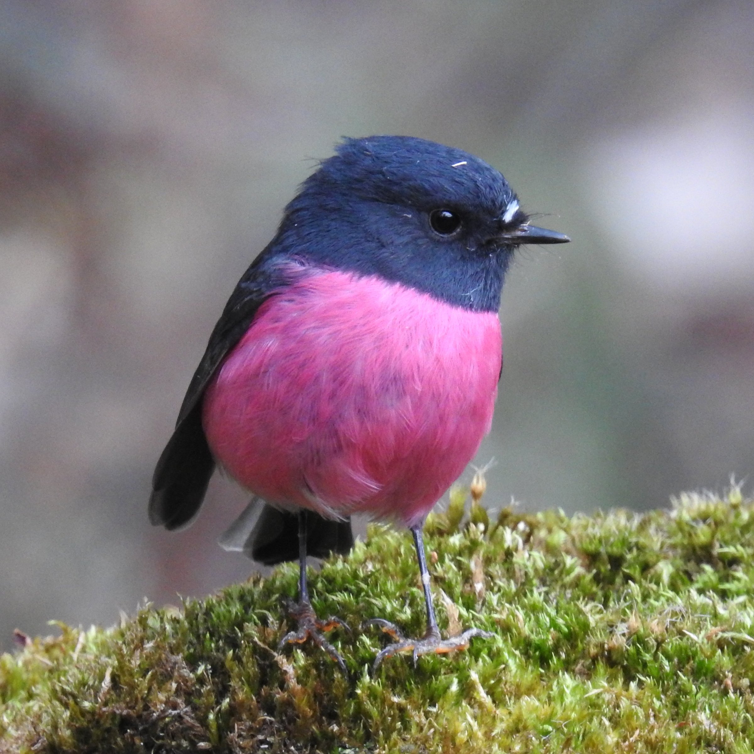 Inala Nature Tours (Bruny Island): All You Need to Know