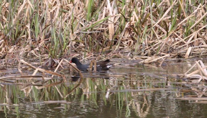 moorhen