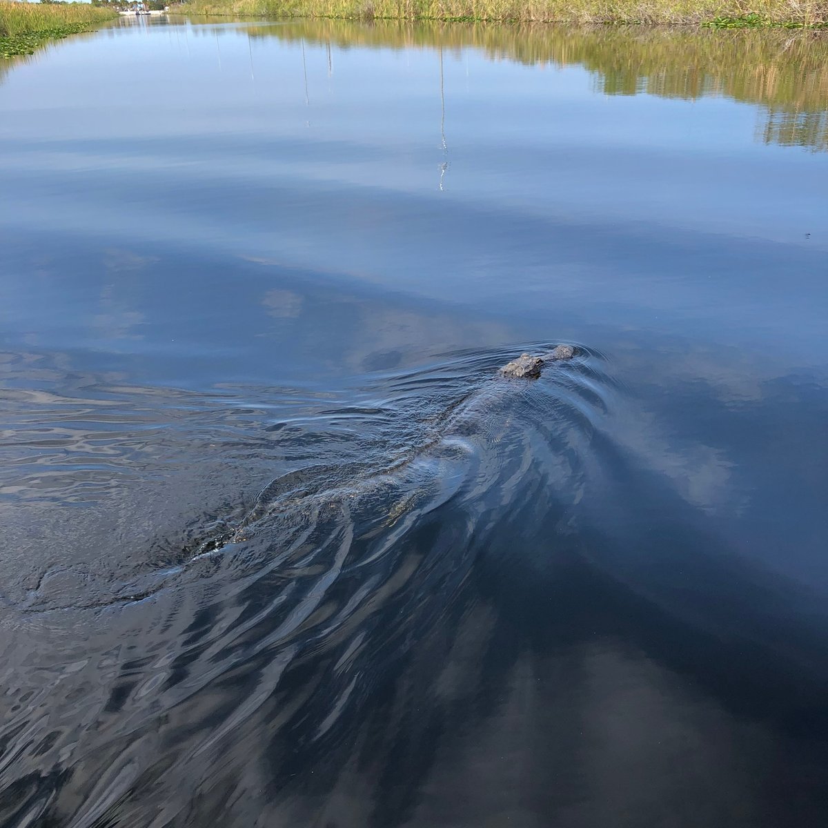 Everglades Swamp Tours - All You Need to Know BEFORE You Go (2024)