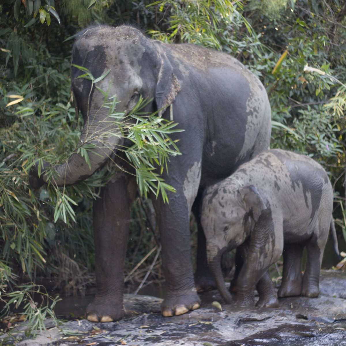 Элефант Камп. Лагерь слонов в Чингмай. Thailand Elephant.