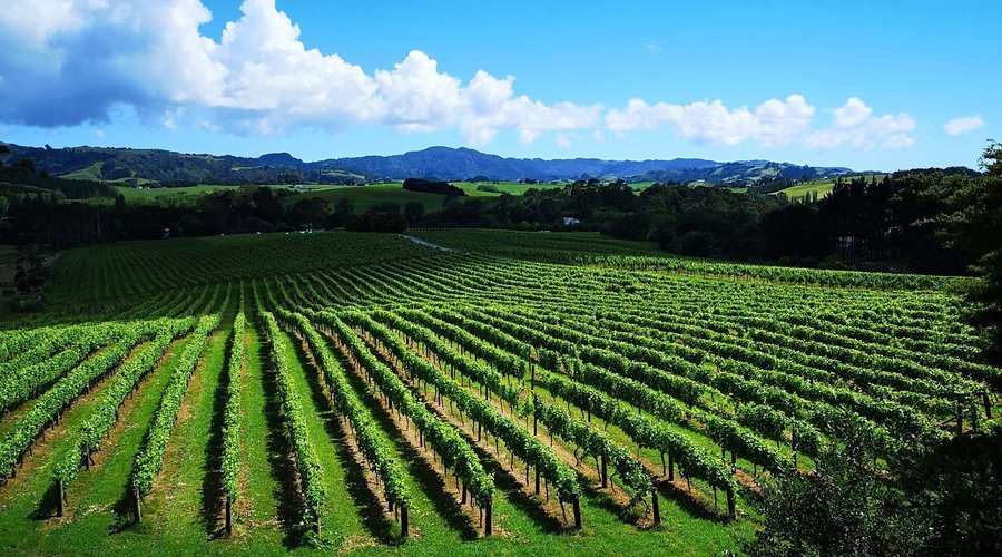 Matakana Estate VIneyard, See our huge area! 