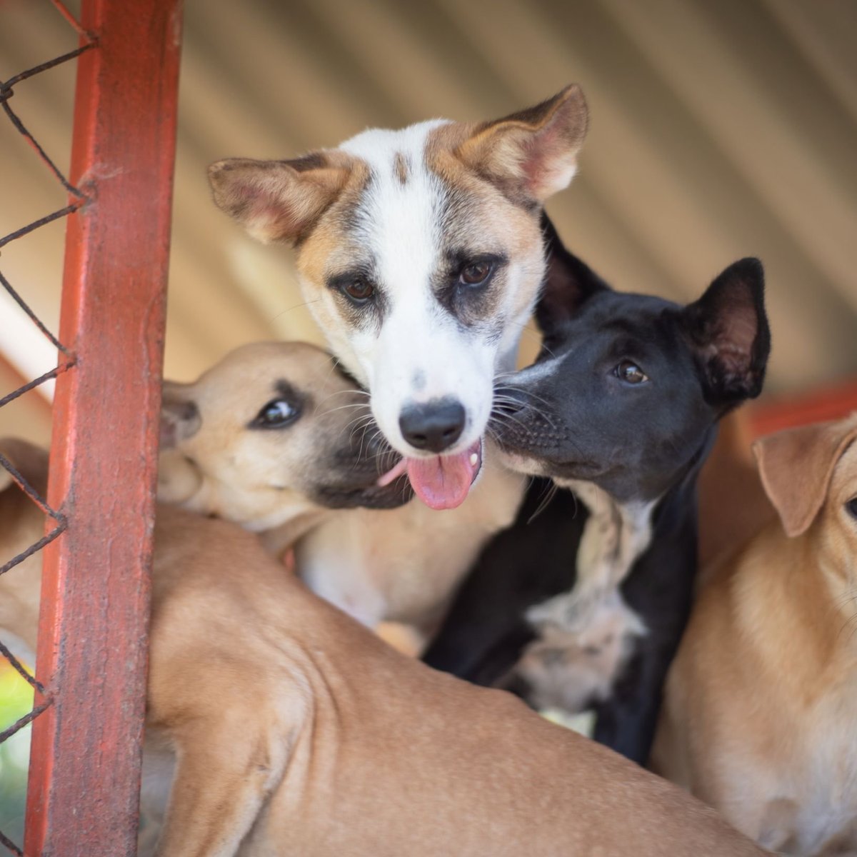 Soi Dog Foundation, Пхукет: лучшие советы перед посещением - Tripadvisor