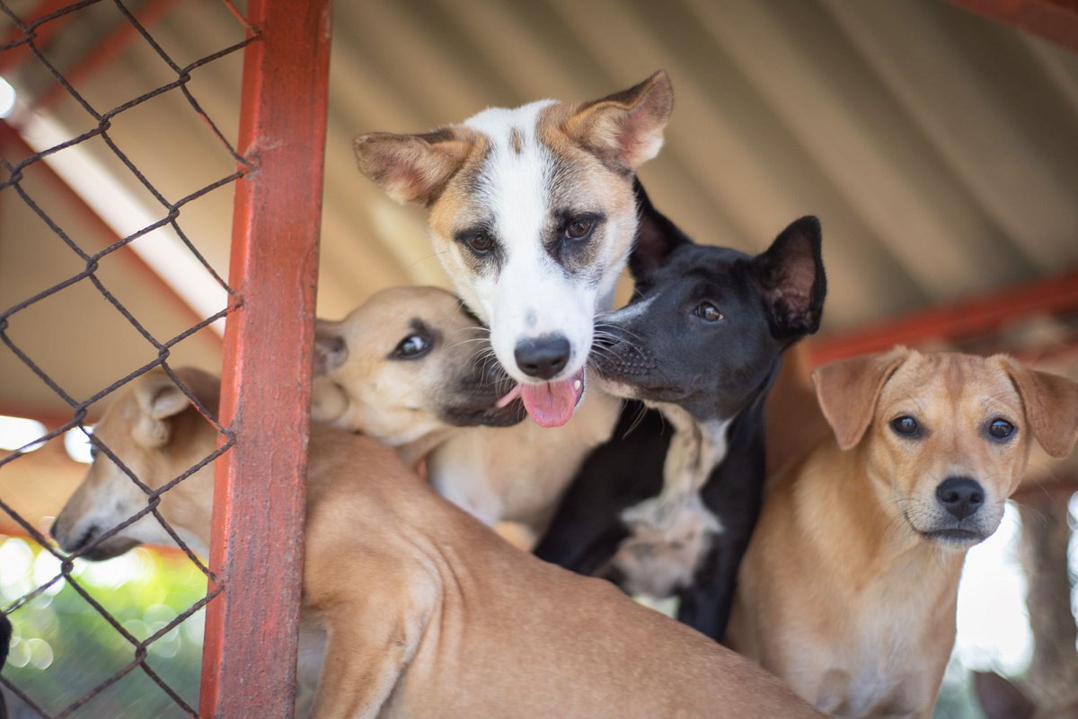 Soi Dog Foundation (Phuket) - All You Need to Know BEFORE You Go