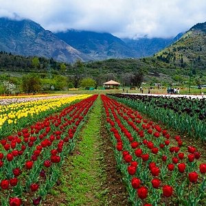 mughal kashmir tours and travels