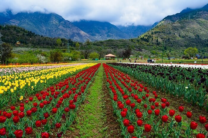 Indira Gandhi Tulip Garden image