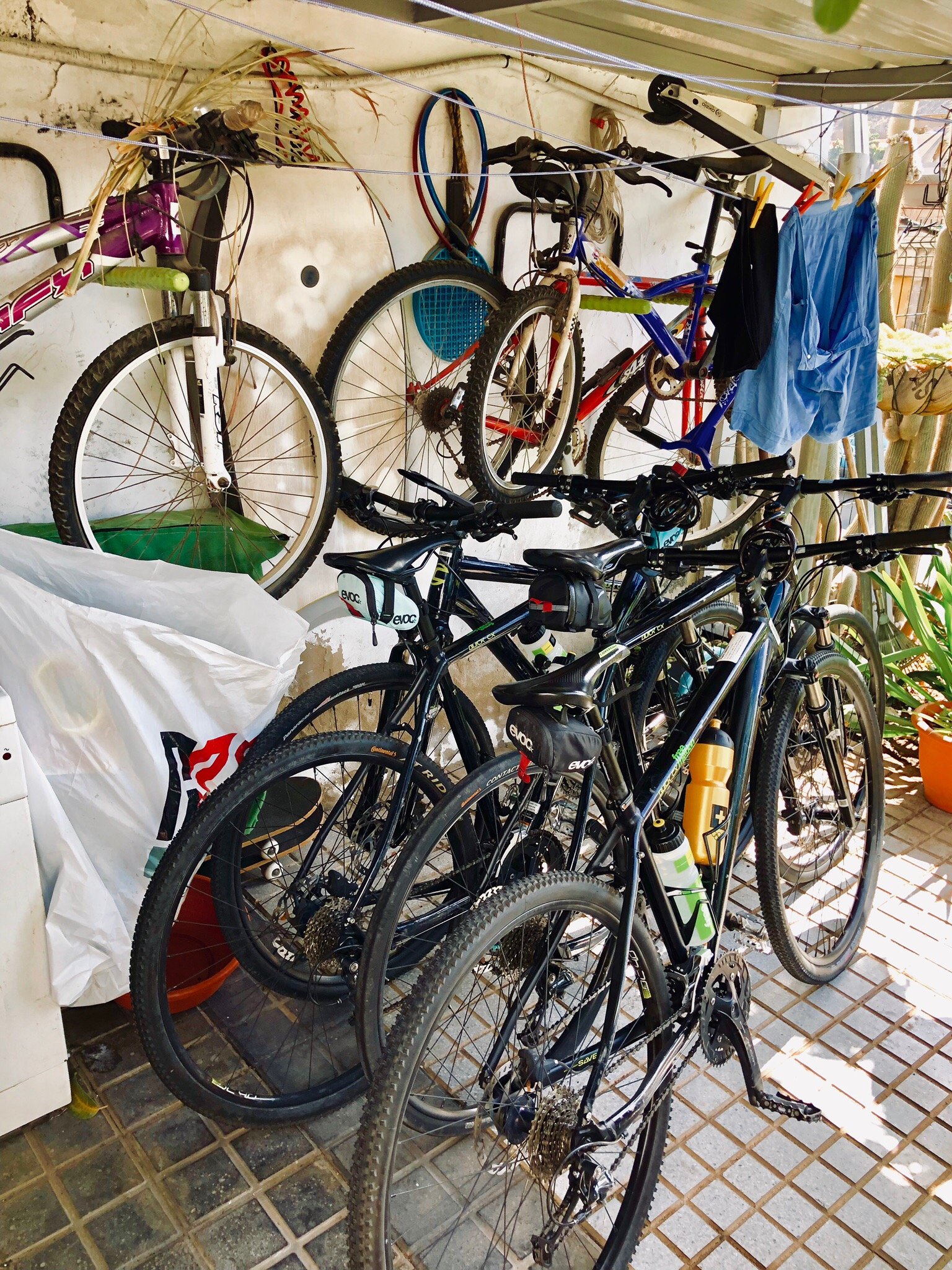 Free motion store bikes for sale