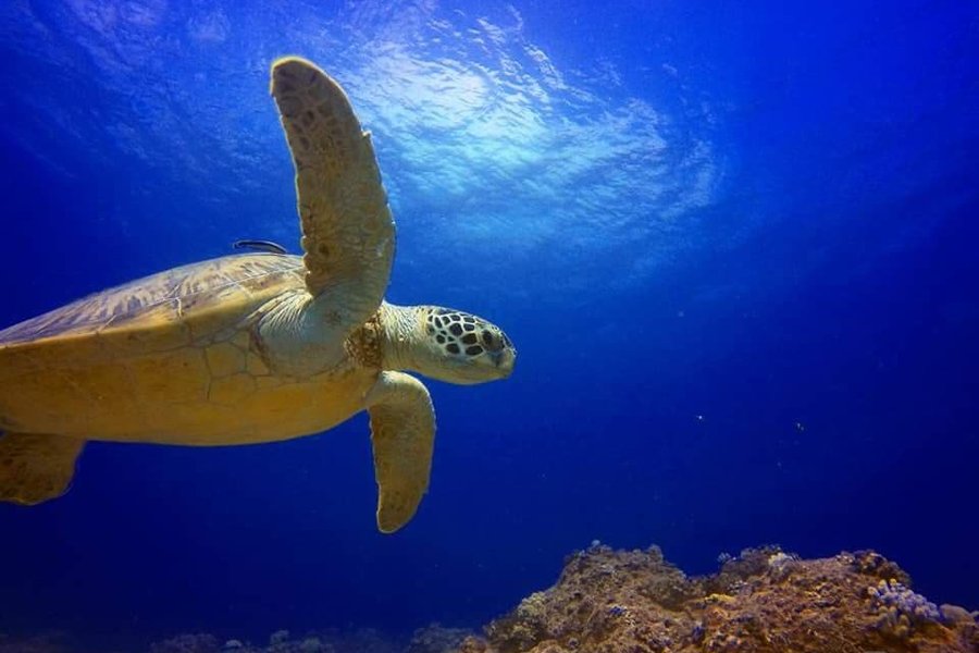 Blue Bay Divers Diving Centre image