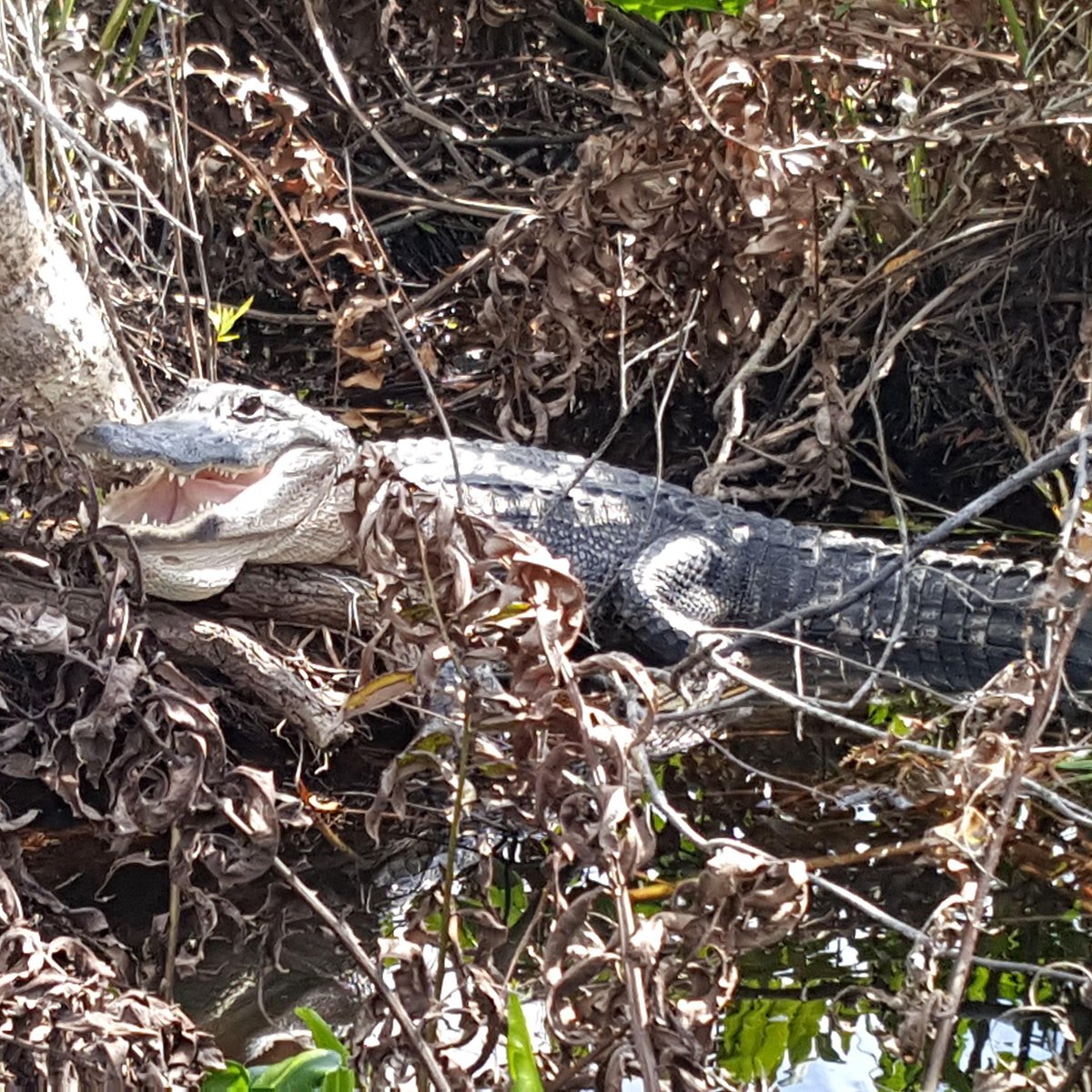 Adventures 377-Amazing Alligator Hunt or Should I say Alligator Fishing? 