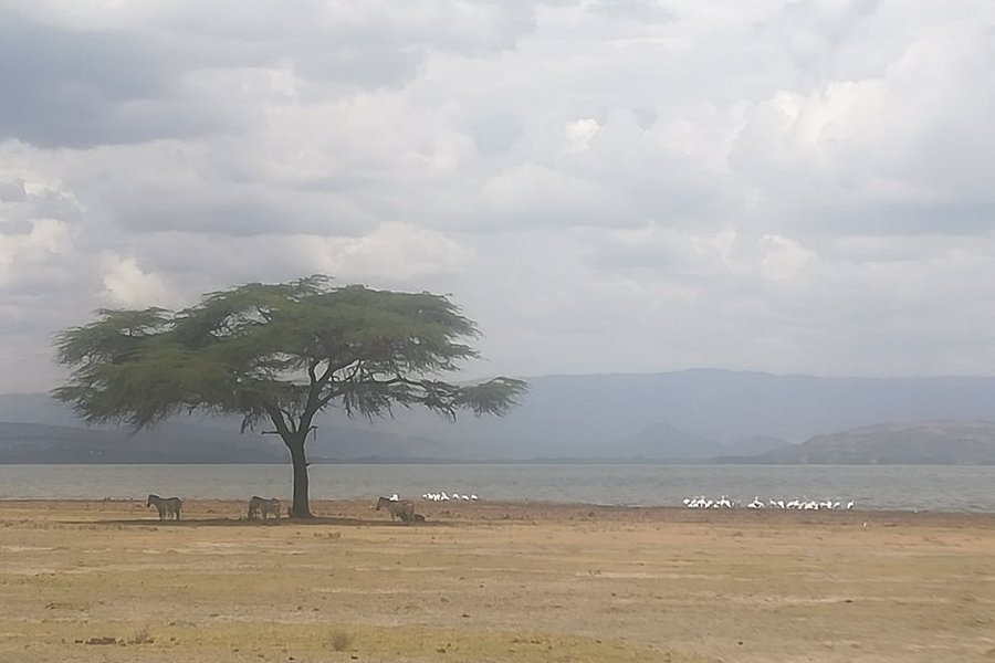 Lake Naivasha image