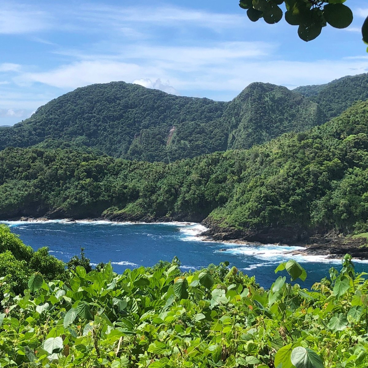 puede un taigan vivir en samoa americana