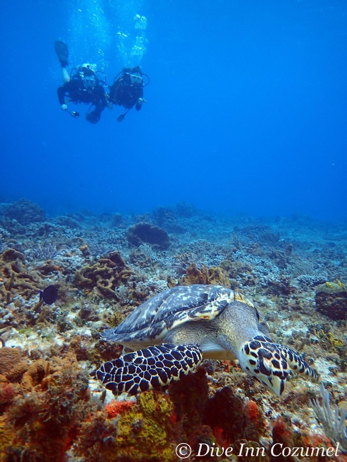 Introducir 85+ imagen dive inn cozumel