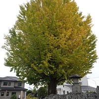 大英寺:いちょうと地蔵