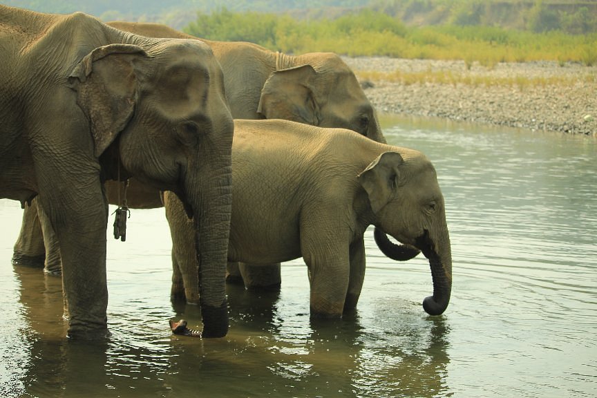 Ngapali Elephants Sanctuary image