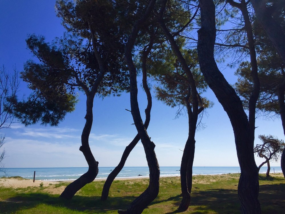 Cosa Fare A Pineto Di Sera LE MIGLIORI 10 cose da vedere e fare a Pineto nel 2023