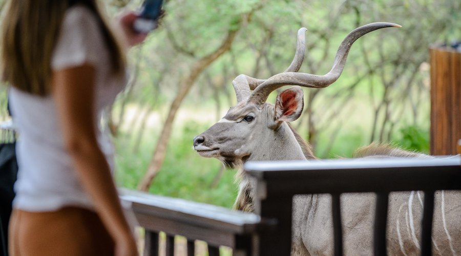 Animals visiting the deck
