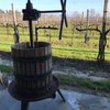 prosecco wine tour