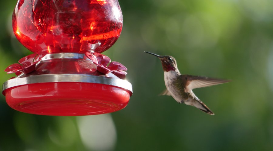 Hummingbirds at breakfast on the porch