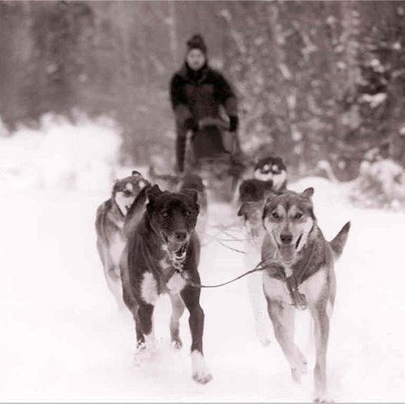 Maine Dogsledding Adventures image