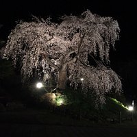 これが、元木の宮崎県五ヶ瀬町・浄専寺の巨大な 300年越えのしだれ桜 (2017年撮影) 今年も 今満開らしい。
