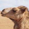 Sahara-And-Me