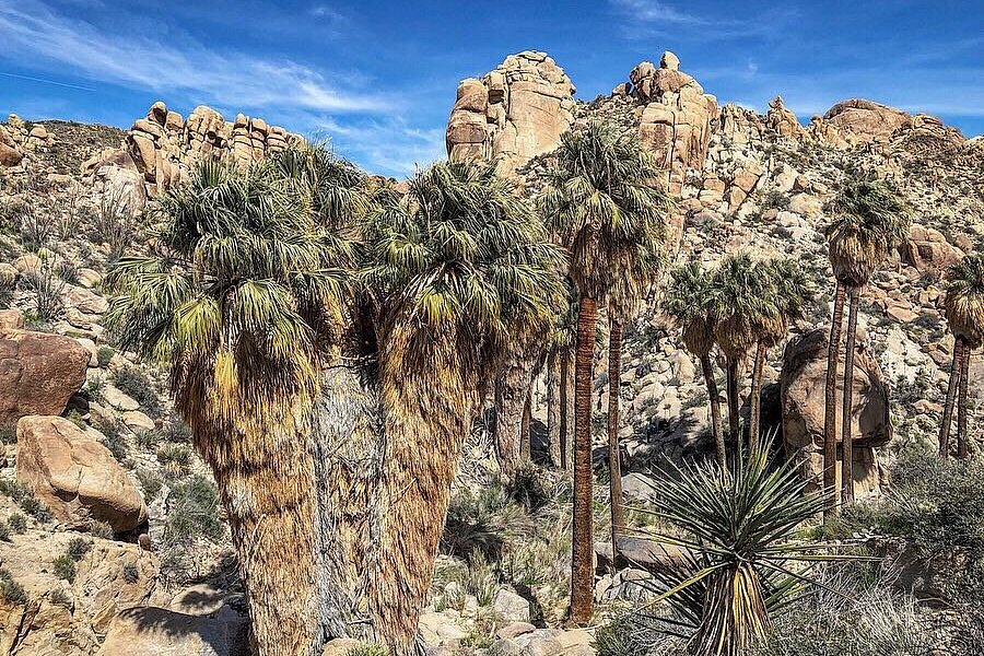 Lost Palms Oasis Trail image