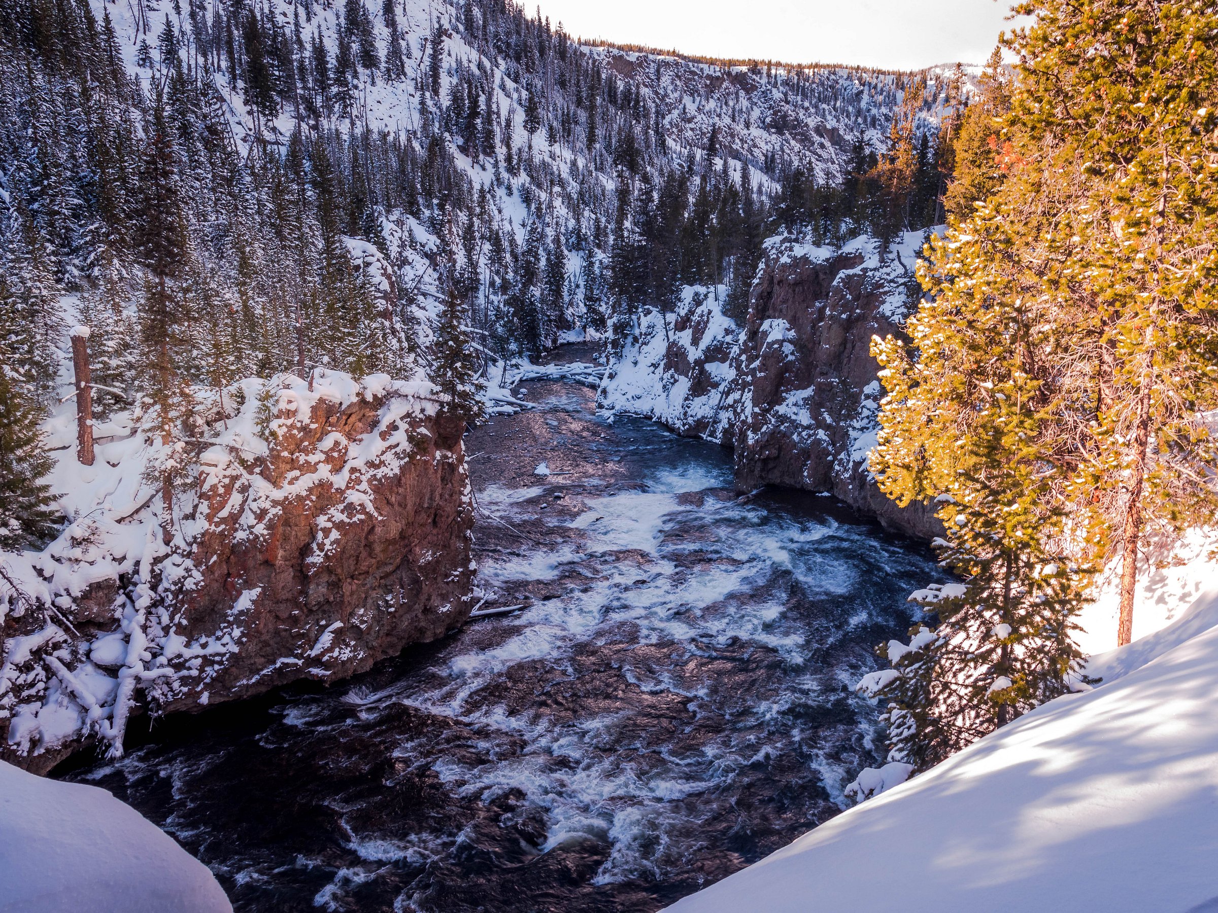 yellowstone nature tours